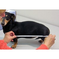 dog wheelchair mini length 